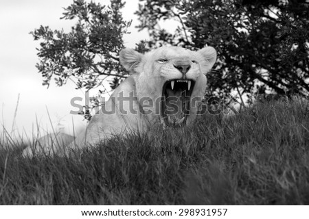 A beautiful portrait of a pure white lioness / lion yawning and showing off her teeth. South Africa
