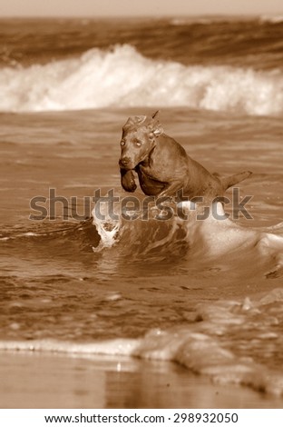a weimaraner dog jumping over a wave while swimming at the beach / sea. South Africa