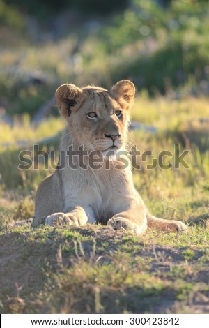 A male lion portrait. Golden sunlight ignite his intense eyes. South Africa.
