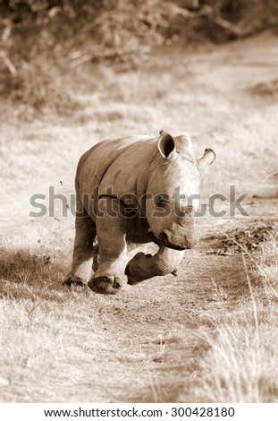 A white rhino / rhinoceros calf on the charge and having a run in this lovely portrait image. South Africa.
