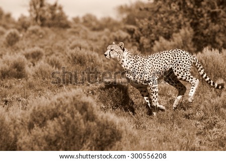 A beautiful sepia tone image of a cheetah running and hunting oven the plains.Taken on safari in Africa.