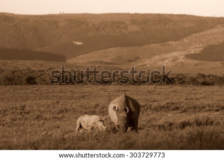 A photo of a female rhino / rhinoceros and her calf. Showing off her beautiful horn. Protecting her calf. South Africa
