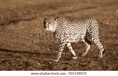 A beautiful image of a cheetah walking oven the plains.Taken on safari in Africa.