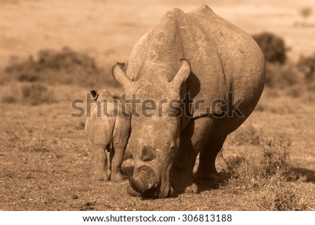 A close up of a female rhino / rhinoceros and her calf. Showing off her beautiful horn. Protecting her calf. South Africa