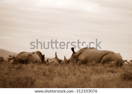 A group of rhino / rhinoceros sleep in an open field in South Africa