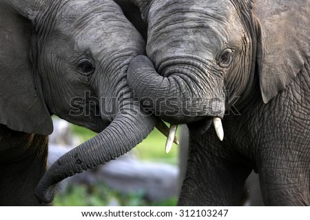 Two elephant bulls trunk wrestle and fight for hierarchy within the elephant herd. South Africa