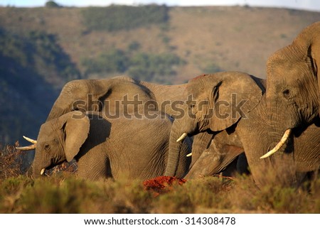A female matriarch elephant mother leads her herd including all the small baby calves to a favorite watering hole in Pumba private game reserve,eastern cape,south africa