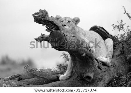 A young lion cub looks over their territory while playing and sleeping on a broken tree.South Africa
