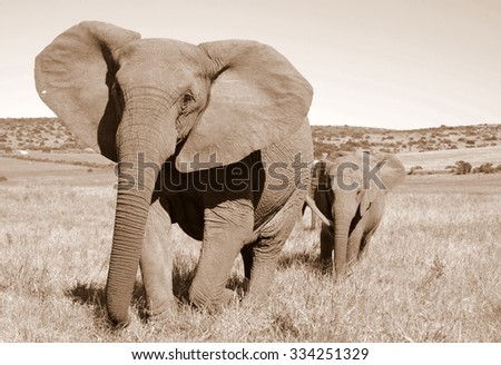 A female matriarch elephant mother leads her herd including all the small baby calves to a favorite watering hole in Pumba private game reserve,eastern cape,south africa