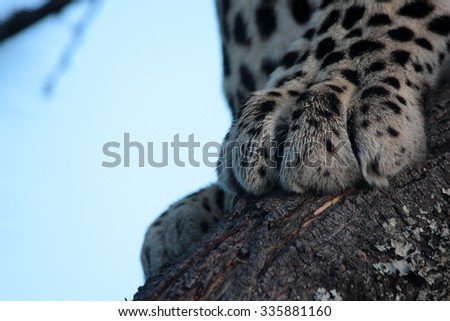 A close up of a leopards paws as he sits in a tree in South Africa