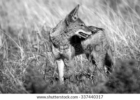 A black backed Jackal in this side on landscape portrait of this unique mammal.Taken in Addo elephant national Park,eastern cape,south africa