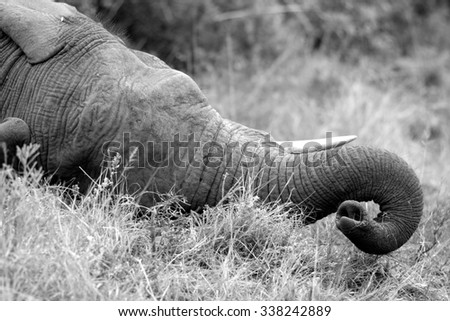 Monochrome close up of an African elephants tusks and trunk as he rests in the sand in the Eastern Cape,South Africa