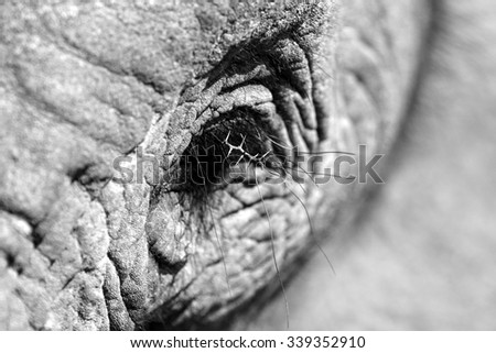 A unique look into the eye of one of the worlds most loved animals, the African elephant. Taken on safari  in South Africa.