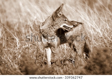 A black backed Jackal in this side on landscape portrait of this unique mammal looking into the camera. Taken in Addo elephant national Park, eastern cape, South Africa