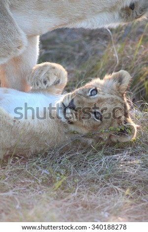 A lioness shares a tender loving moment with one of the young cute baby lion cub. Taken on safari in South Africa, Eastern Cape