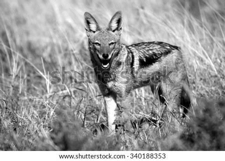 A black backed Jackal in this side on landscape portrait of this unique mammal looking into the camera. Taken in Addo elephant national Park,eastern cape,south africa