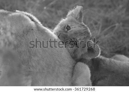 A young lion cub biting his mother while playing. Photo taken on safari in South Africa.