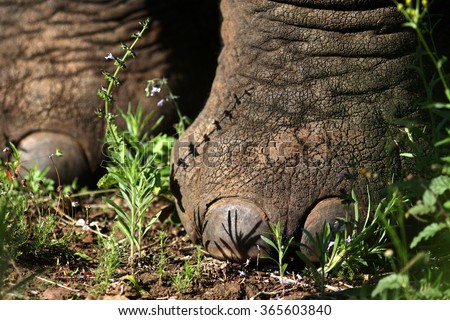 An elephant stands still. A photo of the elephants front feet. You can see the texture of the sole of the foot and image shows no movement