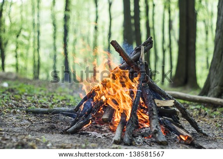Bonfire in the spring forest