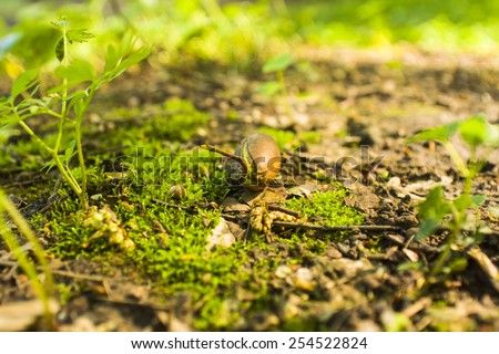 Acorn seedling in spring forest. Close up