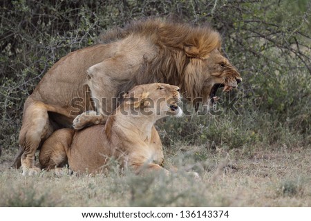 Two wild lions mating with mouth opened