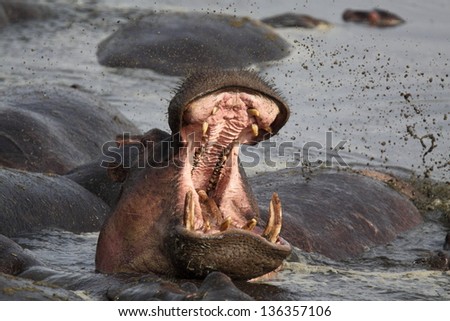 African hippopotamus in the water with mouth open and splashing water