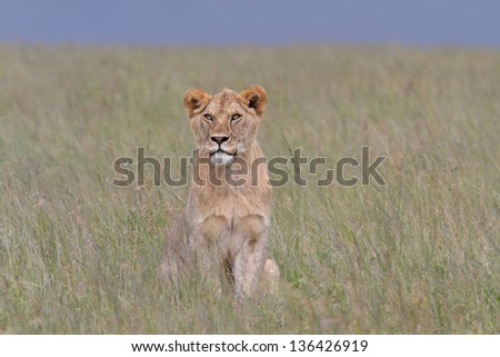 Young male lion seating surrounded by grass and dark sky