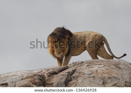 Black-maned lion standing on top of a big boulder