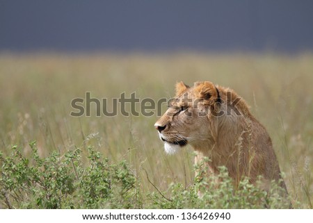 Male lion looking in the grass with dark sky
