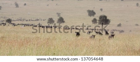 Wildebeest great migration in east Africa