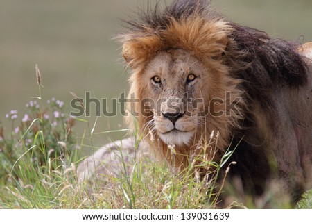 Black-maned lion looking straight with flowers