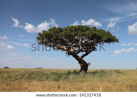 Lonely tree with sleeping lions