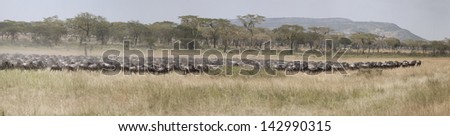 Panorama of migration of wildebeest antelopes in East Africa