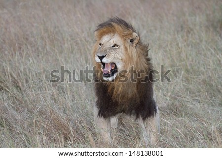 Male lion with open mouth in Flehmen response