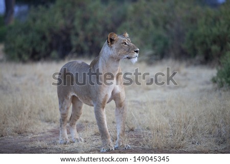 Lioness standing and looking in the distance