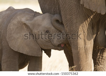 Baby elephant suckling from mom