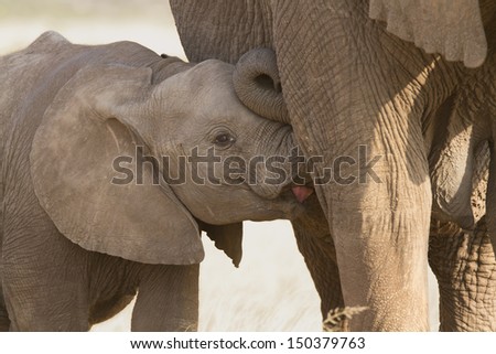 Elephant baby suckling milk from mum