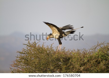 A secretary bird in its nest the african savanna