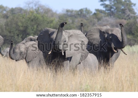 A group of elephants with trunks up in the air