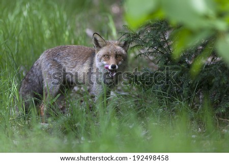 Red fox with tongue out in green environment