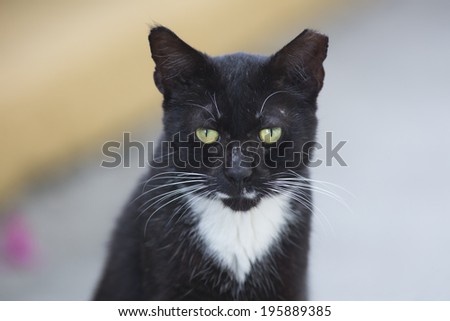 Portrait of black cat with yellow eyes