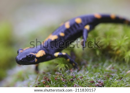 An amphibian fire salamander on green floor