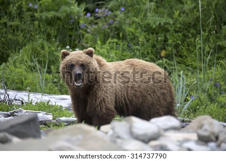 Portrait of free wild brown bear in natural habitat