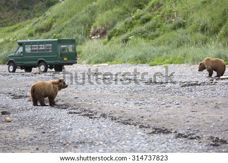 Brown bear viewing  in natural habitat