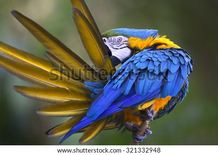 Portrait of blue-and-yellow macaw (Ara ararauna) grooming its feathers