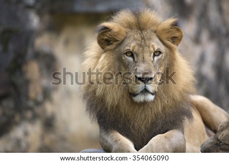 Male lion face resting on top of a rock