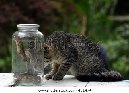 chinese cat in a jar. stock photo : Lunch.. a cat watching two toads in a jar.