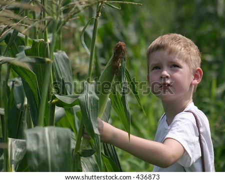 We're Not Alone.  A boy looking at the sky while picking corn.