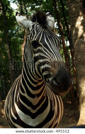 A cute zebra.