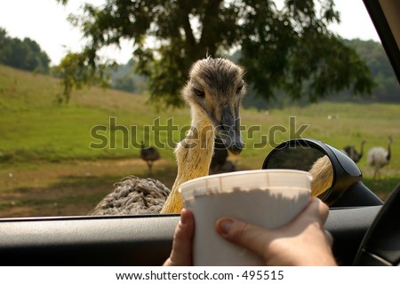 Emus Eating